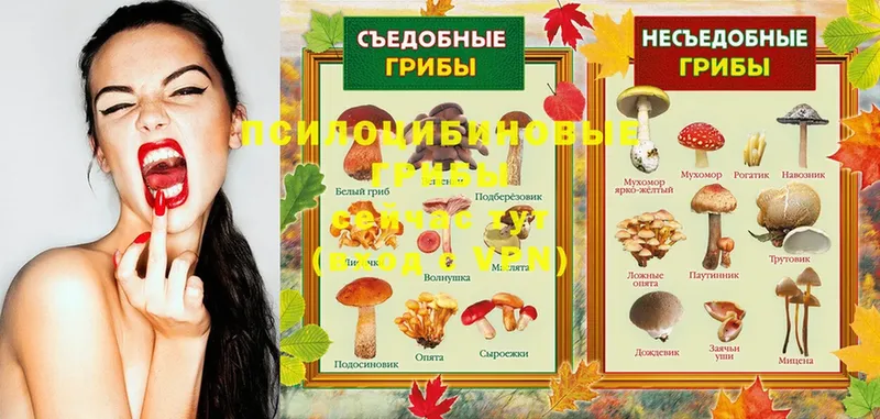 Галлюциногенные грибы Psilocybe Безенчук